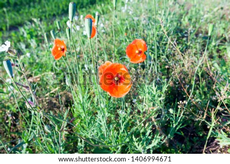 red poppy on the agriculture field with immature green wheat. Summer season, the picture was taken close-up. Shallow depth of field, focus on poppy
