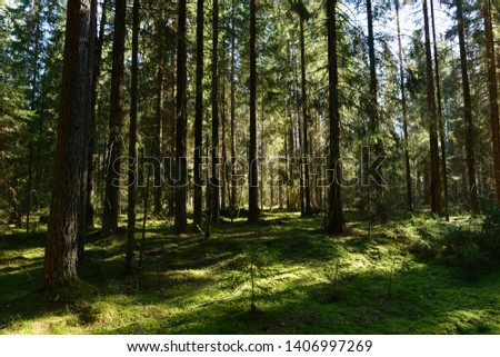 Forest in the shadows and light on the green moss between the majestic spruce trees
