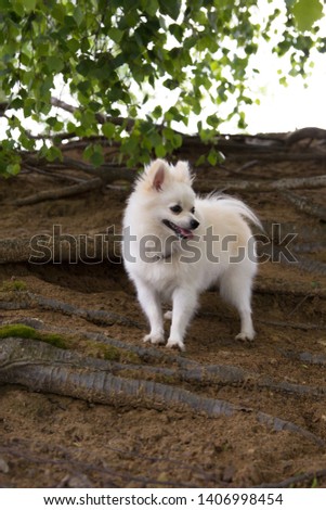 White, beautiful spitz on green nature, in a city park. Moscow.