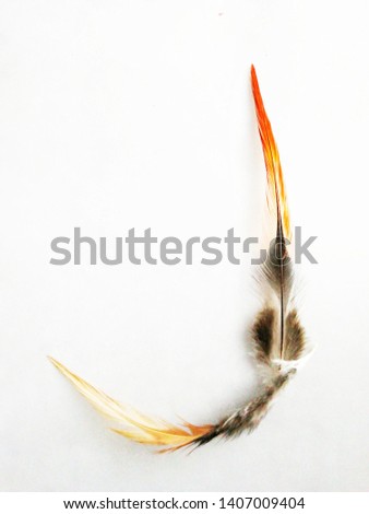 Beautiful fur. Feathers. Multi-colored fur. With a white background