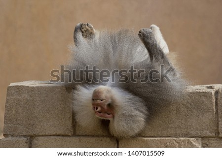Baboon sees the world upside down