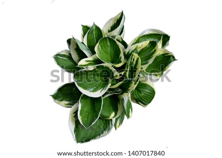 plant with large leaves isolated on white background