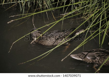 two ducks swim and feed on dark water