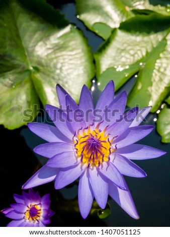 Beautiful purple lotus in water pool