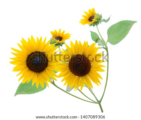 A blooming freshness of sunflowers isolated white