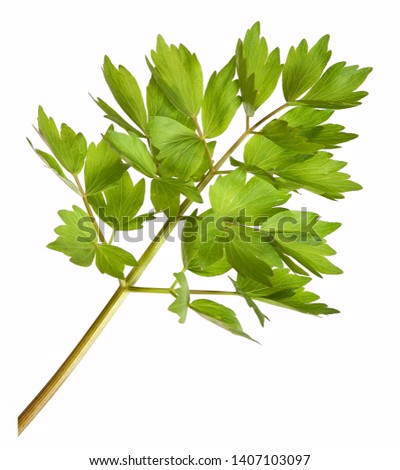 Lovage herb plant for cooking, isolated Royalty-Free Stock Photo #1407103097