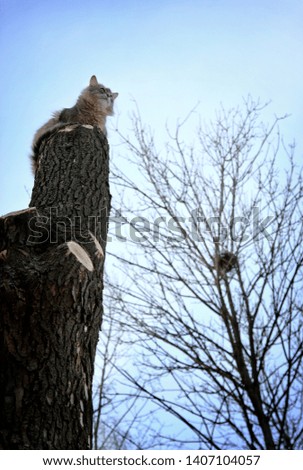 The cat sits in a tree and looks at the sky, and behind it, in the distance, an empty nest