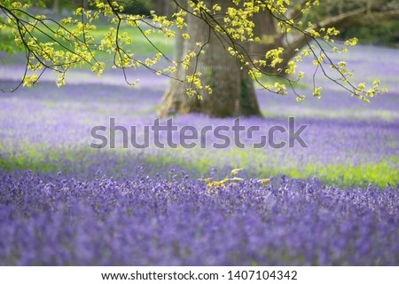Beautiful bluebell woods in England Royalty-Free Stock Photo #1407104342