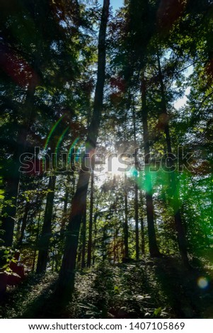 sun shining through trees, beautiful photo digital picture