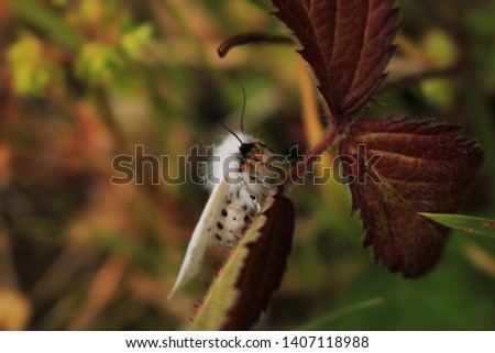Close up, day time, side view of a White Ermine moth. Latin name Spilosoma lubricipeda. The moth is resting on a young bramble plant. Focus is the head of the insect.
