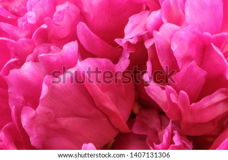 Pink peony blooms closeup macro photography floral bright floral background