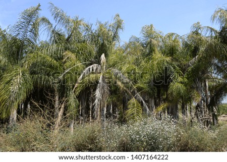 Palm trees and palm leaves in the province of Valencia, Spain