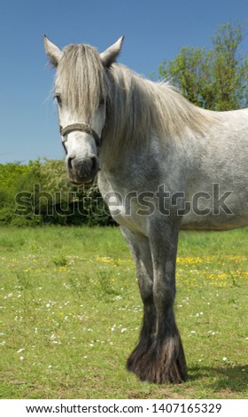 White female horse portrait, pictured in a summery field with blue sky and buttercups in the background.  Lovely country scene.