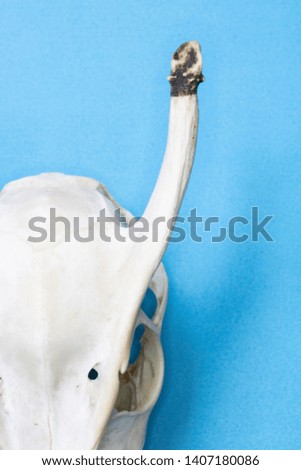 Close Up of Animal Fox Sheep Skull on Blue Background Abstract