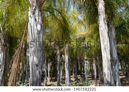 Palm trees and palm leaves in the province of Valencia, Spain