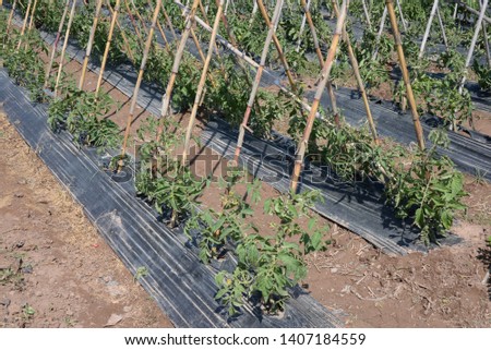 Tomato plants, tomatoes in the field in the province of Valencia, Spain