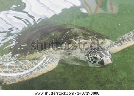 Swimming Turtle at Thailand Zoo
