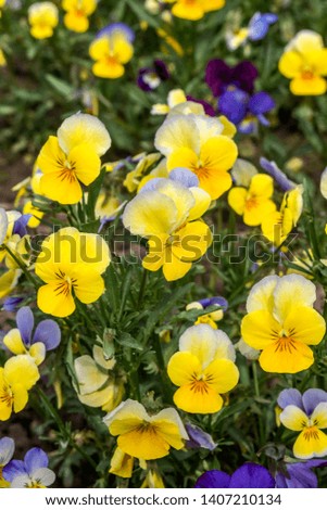 Heartsease (Viola tricolor) in garden