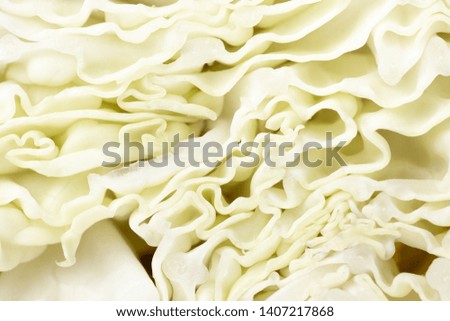 cut cabbage close up. clearly visible texture of cabbage leaves. as a background. space for text
