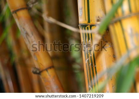 Yellow bamboo tree hi-res stock photo - forest in Japan.