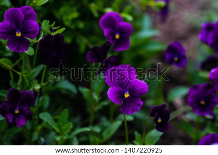 Bright tricolor viola flowers in a summertime garden