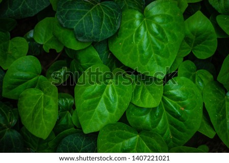 Fresh spring leaves as a natural background with copy space