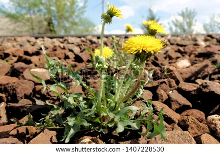 Yellow flower of a dandelion plant (Taraxacum officinale) aka ordinary dandelion grows between stone cobbles. The pursuit of life. Royalty-Free Stock Photo #1407228530