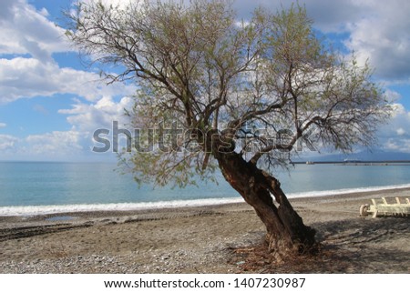 Tamarisk tree on the beach of Kalamata, in spring. Peloponnese, Greece, South-east Europe.