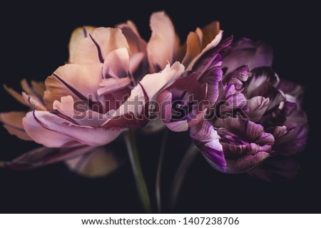 spring tulips, a bouquet on a dark background, striped petals