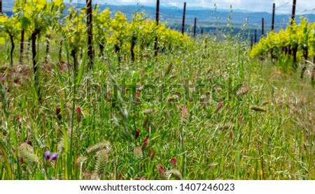 A cover crop of oats, clover and vetch flourishes between rows of grapevines in spring in this Oregon vineyard.