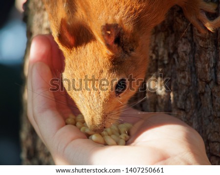 Squirrel is with hands. Squirrel eats pine nuts from the hands, closeup.