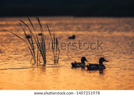 Silhouette look on the ducks in the lake water during the sunrise.   Royalty-Free Stock Photo #1407251978