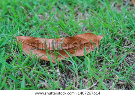 A Leaf That Falls on Green Grass