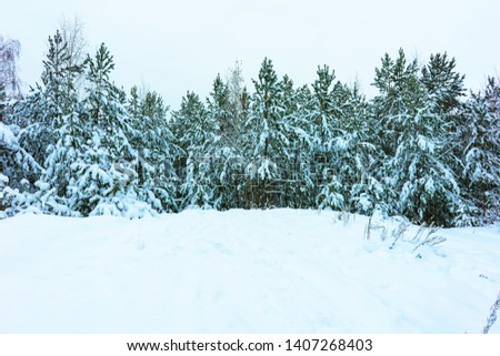 Whitened Fir Trees with Fresh Snow, Lovely Winter Scenery, Majestic White Spruces Glowing by Sunlight, Wintry Scene, Winter Snow-Covered Trees in the Ural Mountains, Winter Landscape
