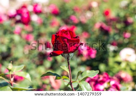Rose garden with assorted roses