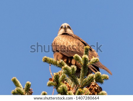 Circinae (harrier) on the top of a tree