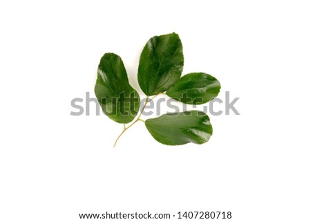 A green leaf isolated on white background. Nature and ecology concept