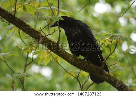 Detail of a black raven