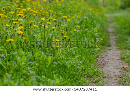 Glade with blooming yellow dandelions. Sunlit dandelions in spring along the road. Natural photophone from medicinal plants. fresh flower on green grass background