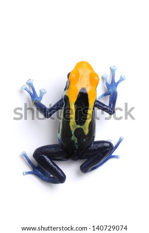 Poison dart frog on a white background (Dendrobate tinctorius Brazilian yellow head) Royalty-Free Stock Photo #140729074