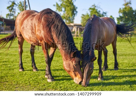 Beautiful healthy adult horses graze on green grass in the meadow. The theme of agriculture and livestock.