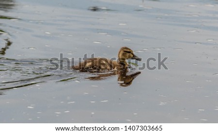 Young Mallard Duckling on the water