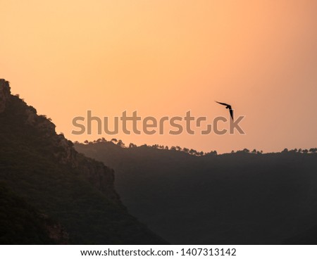 Lone bird flying over mountains