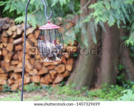 Backyard Squirrel eating bird seed