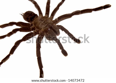 Tarantula spider on white background