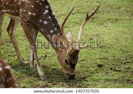simple picture of deer eating grass