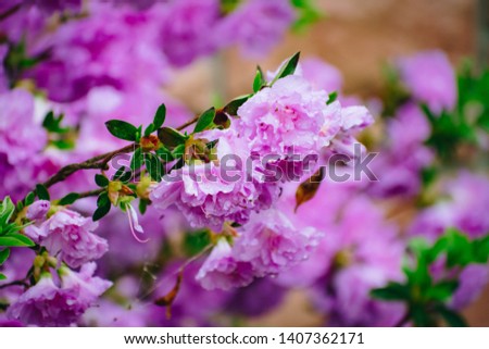 Pink outdoor nature flowers in bloom