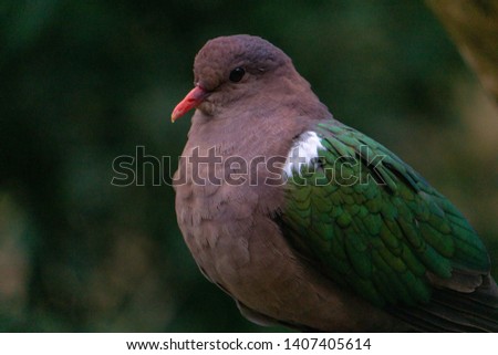 Australian Emerald Dove pigeon Bird