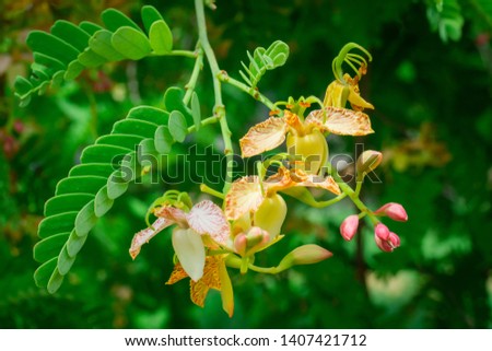 tamarind flower on tree tamarind