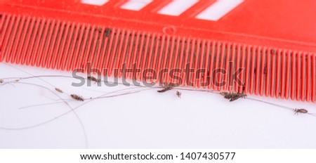 Lice in hair and comb on white